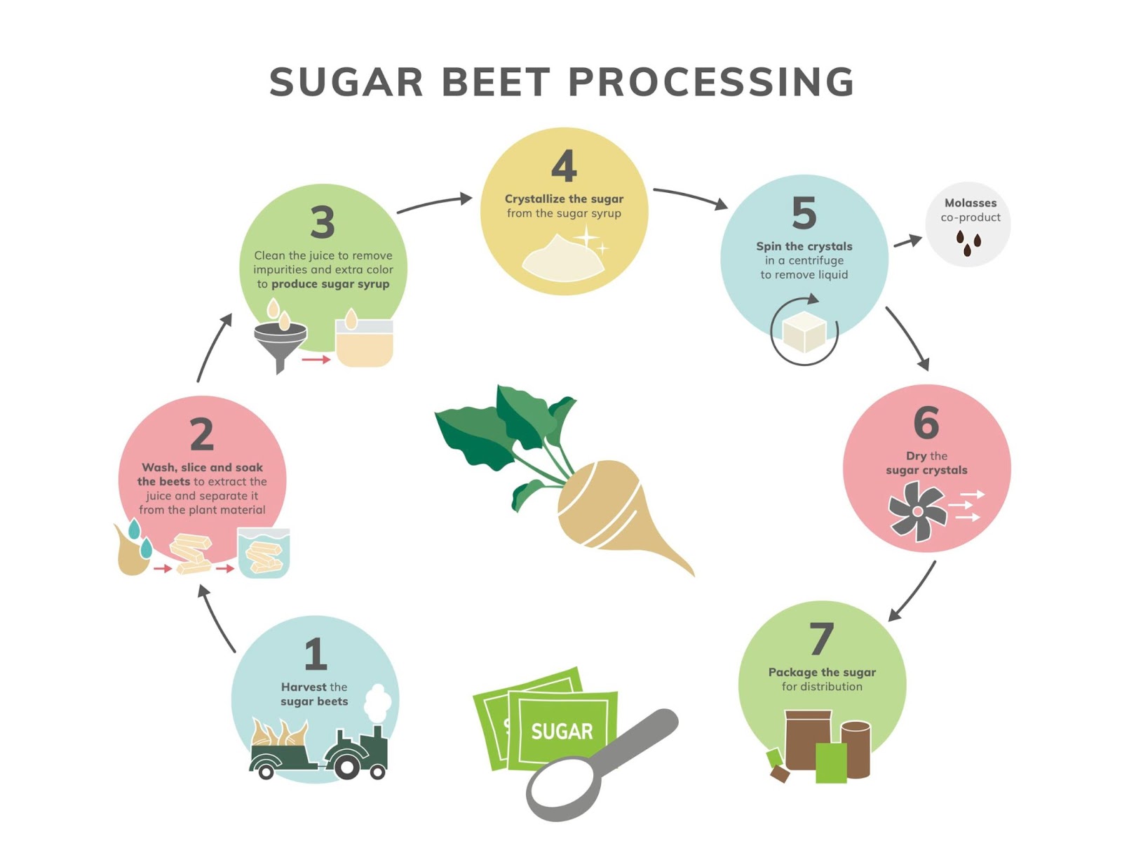 Sugar Beet Processing